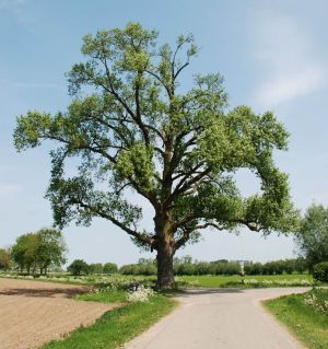 ZwartePopulier