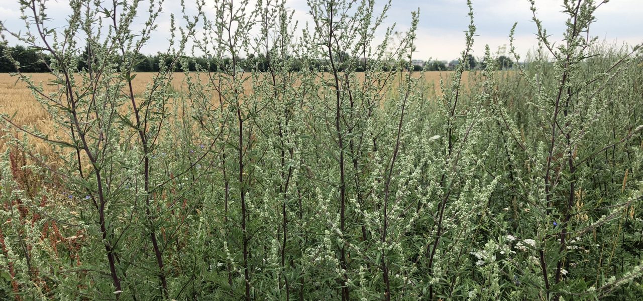 Bijvoet veroorzaakt hooikoortsklachten 1280x600