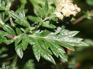 artemisia vulgaris bijvoet 16